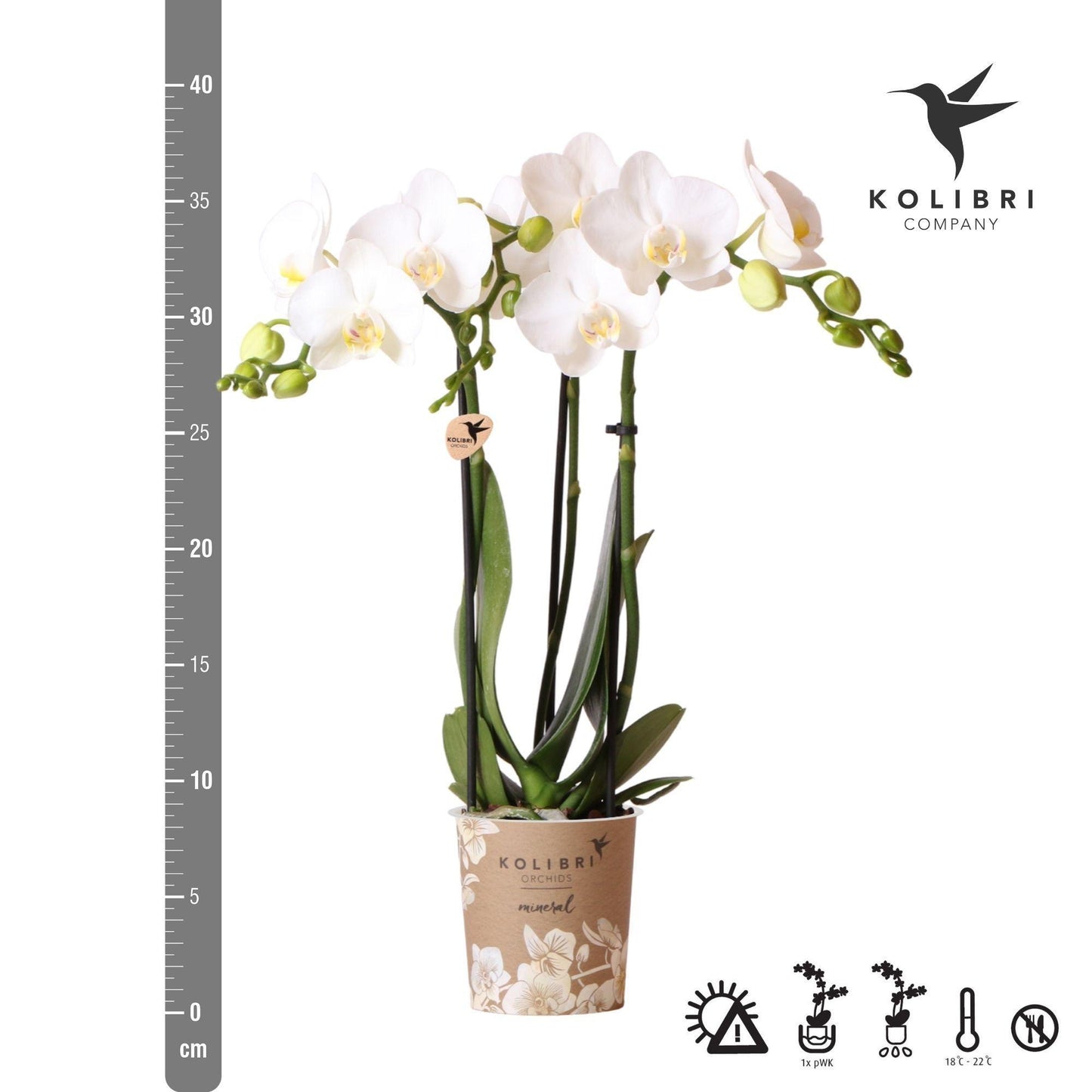 Kolibri Orchids - weiße Phalaenopsis-Orchidee - Amabilis