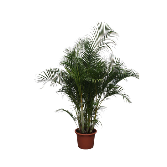 Dypsis Lutescens (Areca Palm)