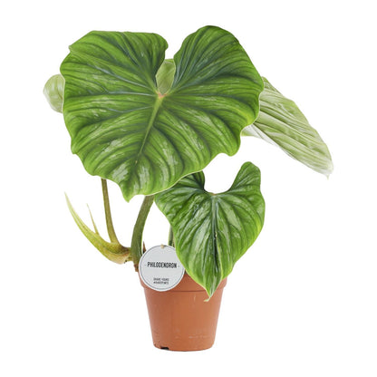 Philodendron Plowmanii