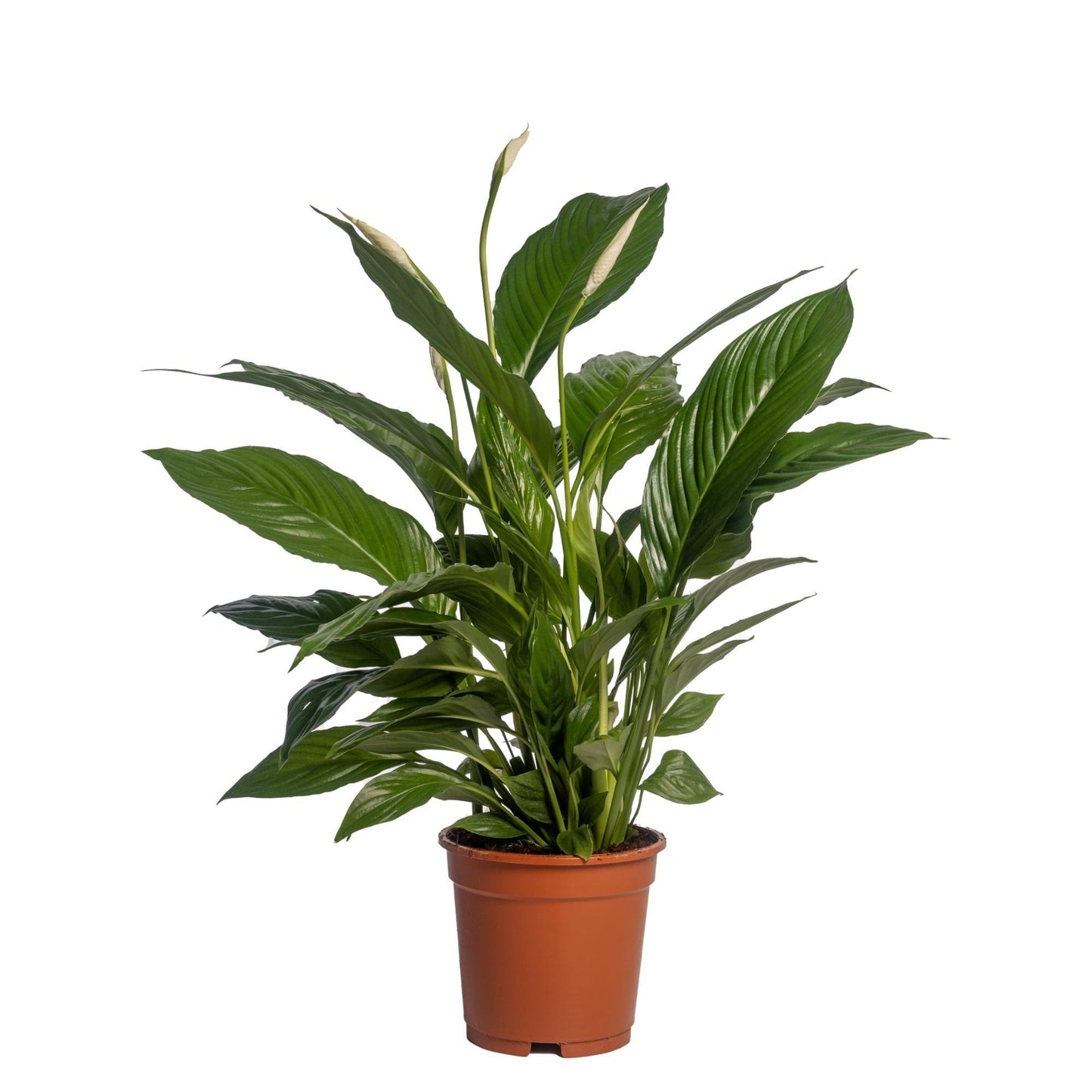 Spathiphyllum 'Vivaldi Spa' Zonder Potcover