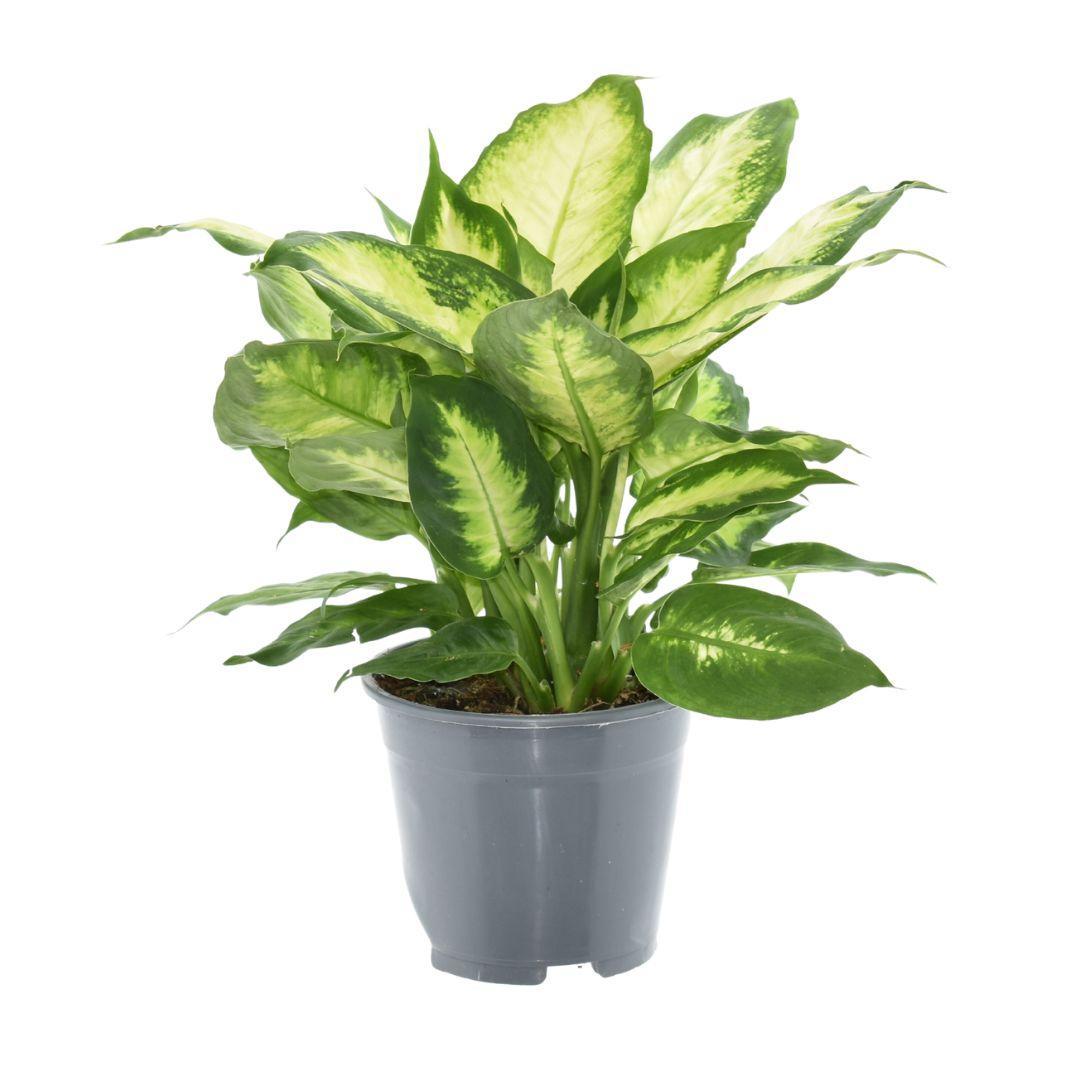 Dieffenbachia Camilla