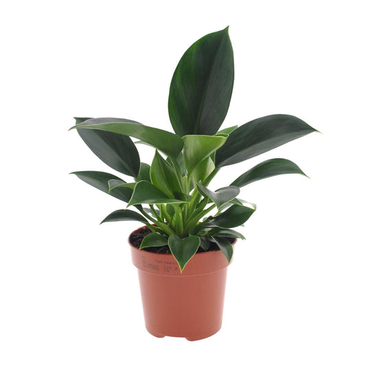 Philodendron Green Princess