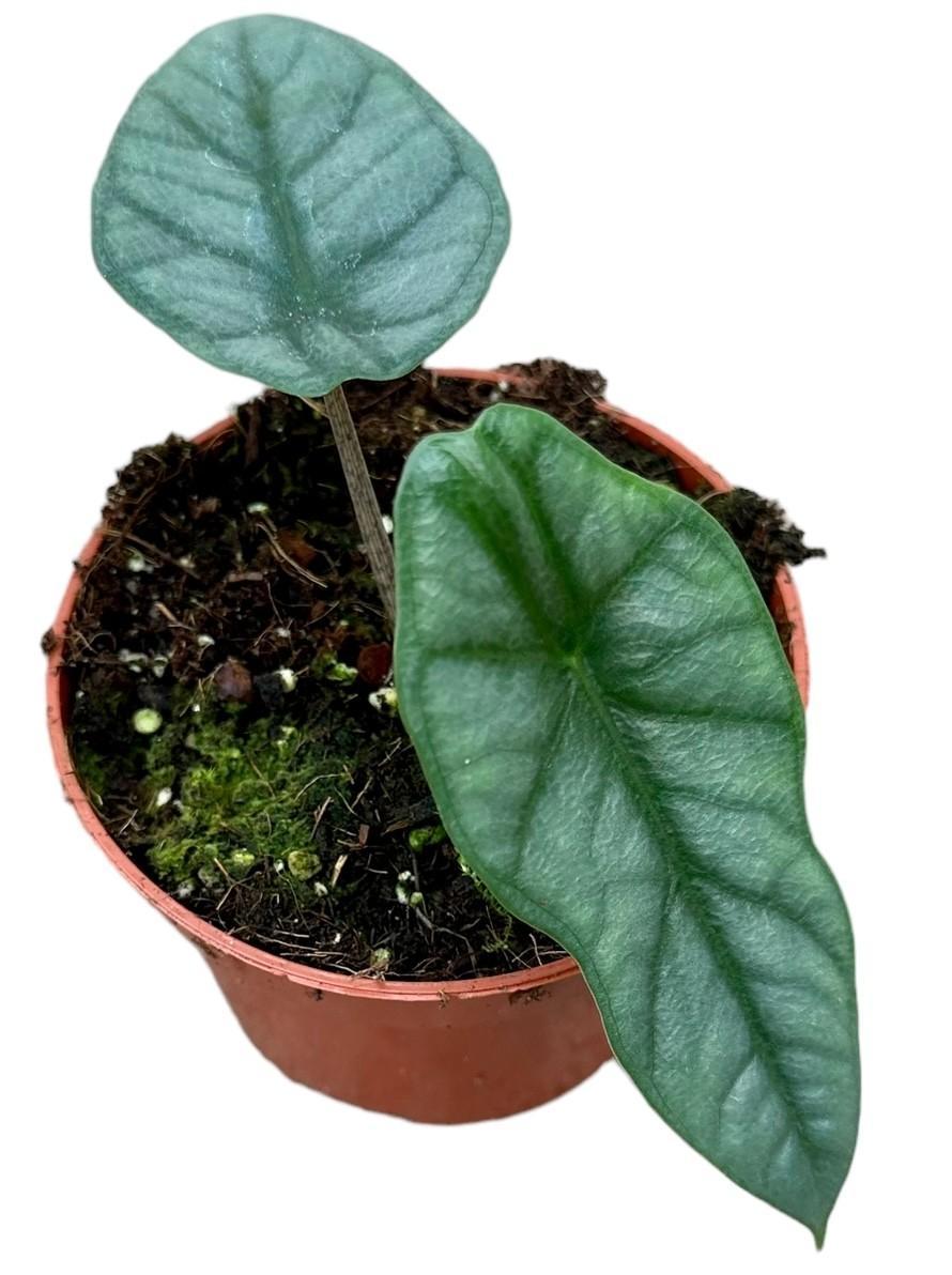 Alocasia Heterophylla Corazon