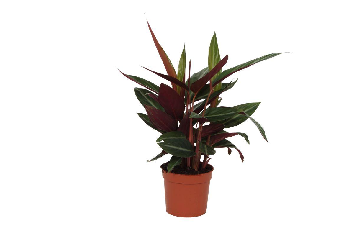 Calathea Stripestar