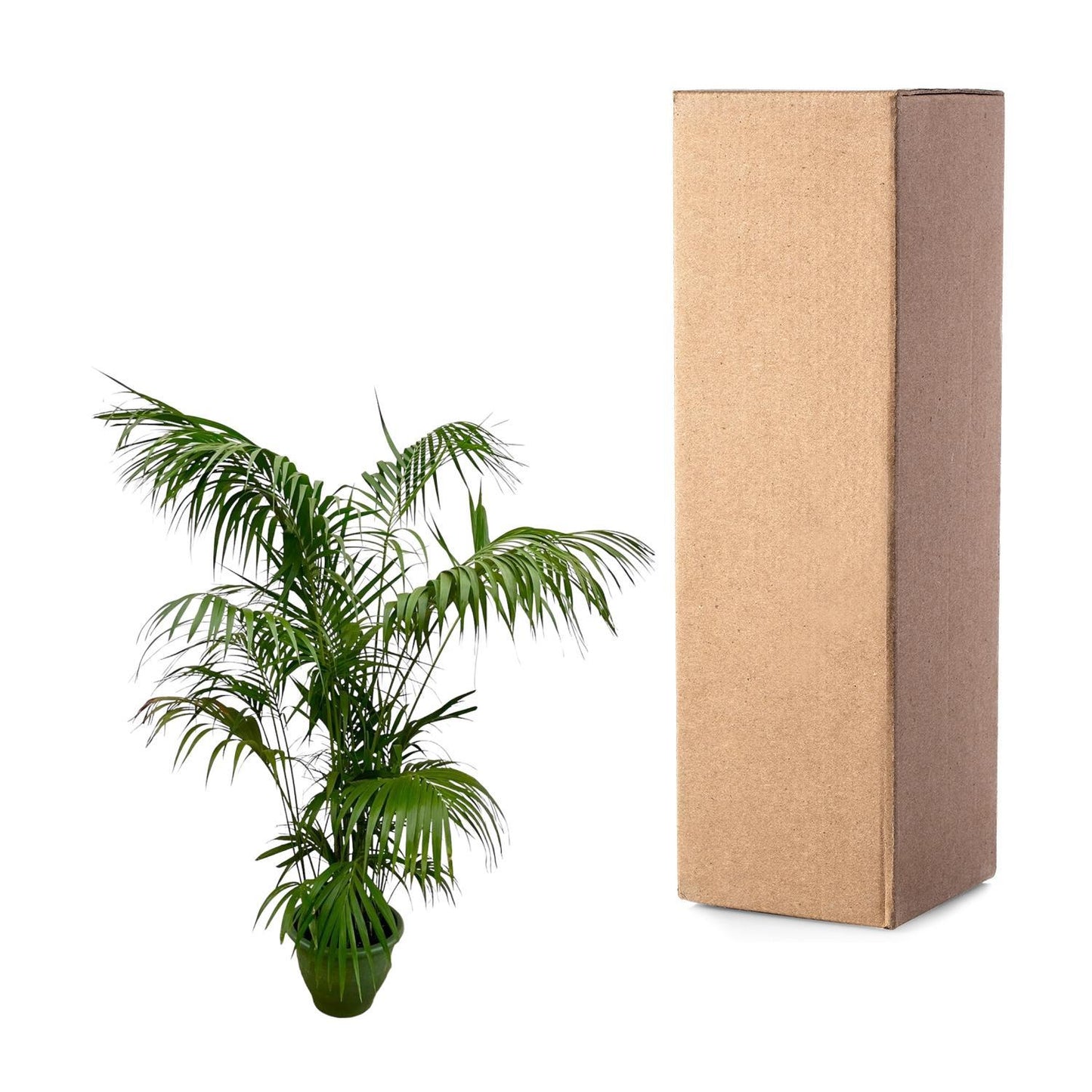 Kentia Palm XXL