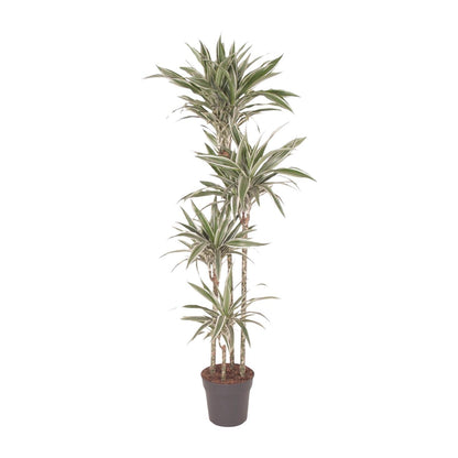 Dracaena White Stripe