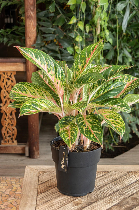 Aglaonema Coco Melon