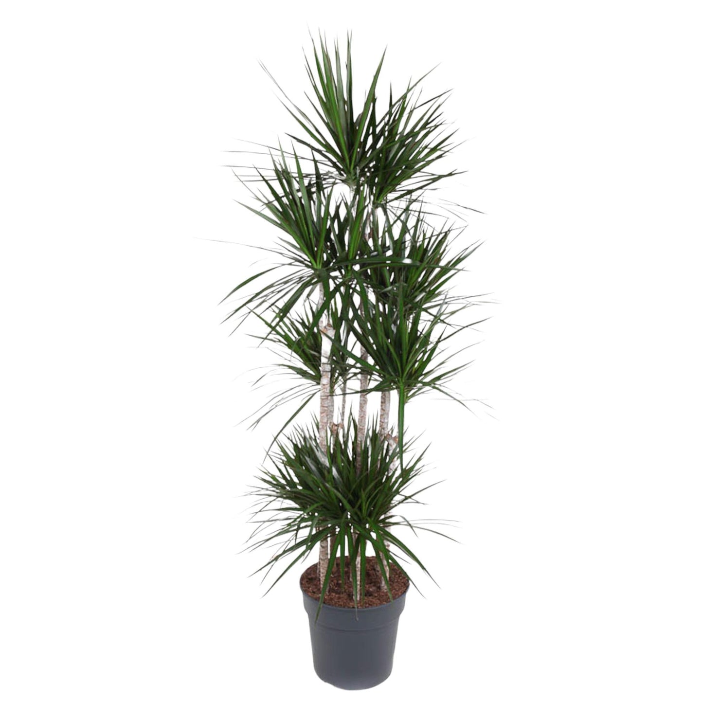 Dracaena Marginata Carrousel